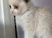 Ragdoll pedigree
