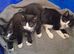 Adorable black and white kittens