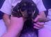 Miniature dachshund puppies