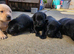 KC registered labrador puppies