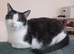 Lovely gentle girl cat for rehome