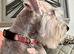 Beautiful Adult Girl Miniature Schnauzer