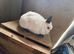 Trio of himi Netherland dwarfs