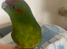 Very tame kakariki