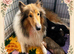 KC Rough Collies