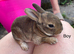 Ready to leave-Pure bred mini Rex