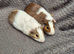 Guinea Pigs looking for new homes