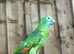 Blue fronted amazon