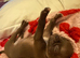 Chihuahua puppy