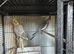 Young Cockatiels Available – Pearl Females & Grey Males (Unrelated)