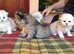 Chinchilla and golden chinchilla persian kittens