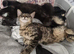 We have gorgeous Maine coon kittens for re homing