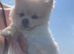 Toy Pomeranian 11months boy