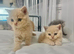 ️️ BRITISH SHORTHAIR CREAM KITTENS READY NOW