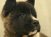 AKITA PUPS FROM KC REG REG PARENTS.