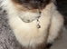 Ragdoll