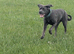 11 month old female cane corso needs loving home