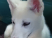 12 Week old female White Husky Pups. 1st & 2nd Vaccines. Ready to be walked in 7-10 days