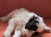 Toy Cavapoo Puppies Ready 13th July