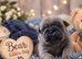 Exotic Pug Puppies ( 2 BOYS AVAILABLE)