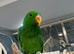Ready Now Baby Handreared Super Tame Male Eclectus Parrot,3