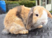 Mini Lop for sale