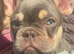 Frenchie