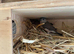 Java finch babies
