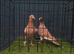 Muleman pigeon pair