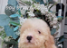 Cavapoochon