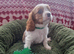 Cavalier King Charles Spaniel!