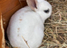 Mini Rex babies READY TO RESERVE NOW