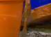 Red Pleco (Hypostomus Plecostomus)