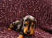 Mini dachshunds