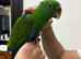 17 weeks old Eclectus