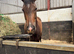 16hh tb filly.