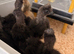 5 Week Old UK Bantam Silkie growers Unsexed