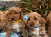 Curly cockapoo puppies