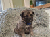 German shepherd pups
