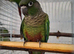 Baby green check counre talking parrot