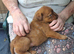 ) Stunning & Unique Shepweiler Mastiff Puppies – Reared with Love!