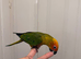 Selling baby handreared sun conures