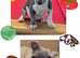 Jack Russell puppies *2 LEFT*