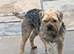 Border terrier