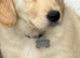 Golden retriever puppy kc reg