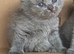 Beautiful kittens