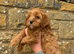 Cavapoo puppies!
