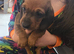 Dachshund puppies for sale