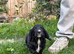 Working cocker spaniel puppies