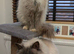 Stunning pedigree ragdolls